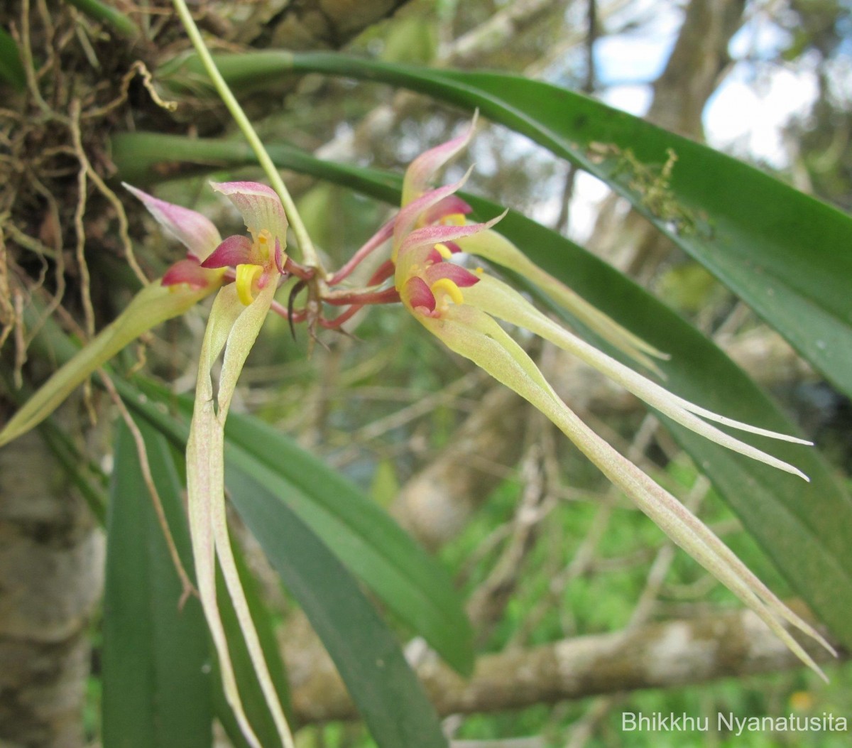 Bulbophyllum macraei (Lindl.) Rchb.f.
